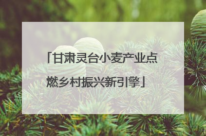 甘肃灵台小麦产业点燃乡村振兴新引擎